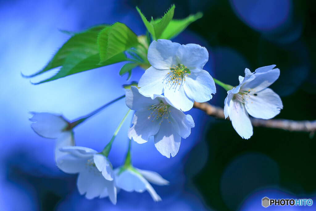 桜咲く