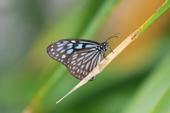 5D4B4507