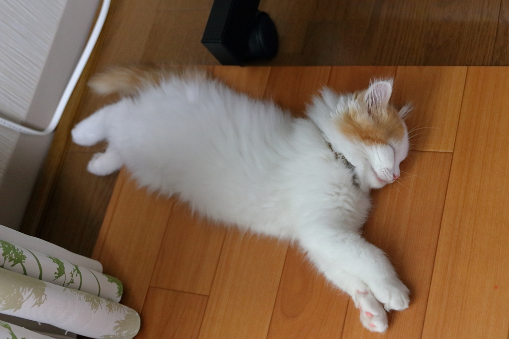 遊び疲れてお昼寝タイム
