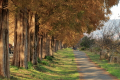 並木道
