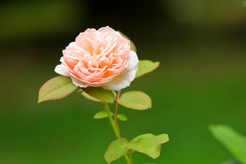 イングリッシュローズ