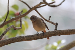 今日出会った野鳥①