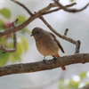 今日出会った野鳥①