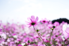 秋桜