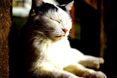 猫
