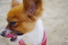 パピヨン