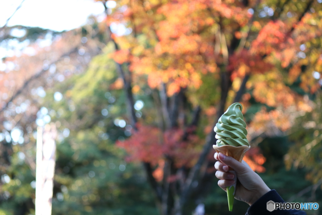 紅葉の時期の一枚