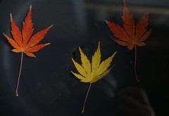 水中の紅葉