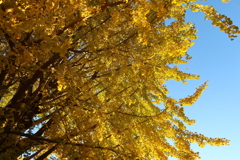 最後の紅葉