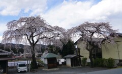兄弟桜