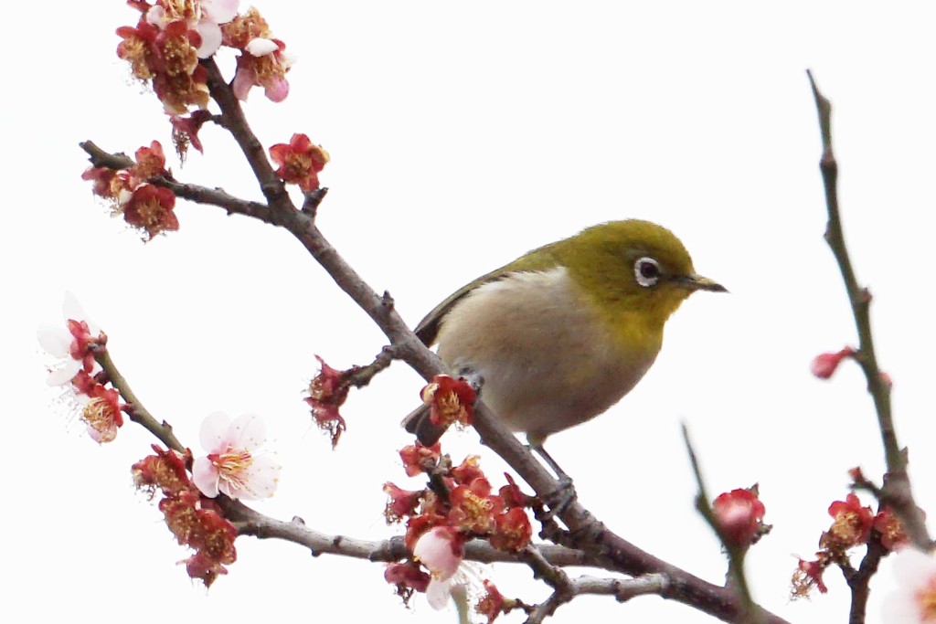 梅にウグイスじゃなかった