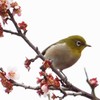梅にウグイスじゃなかった