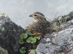 雷鳥の涙