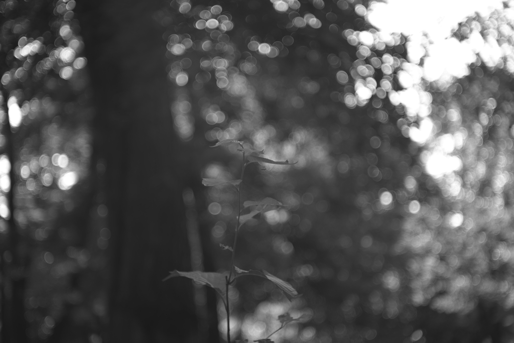 実は蜘蛛がいます