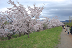 桜