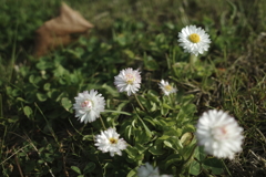 路傍の花