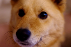 (｀・ω・´)みたいな顔