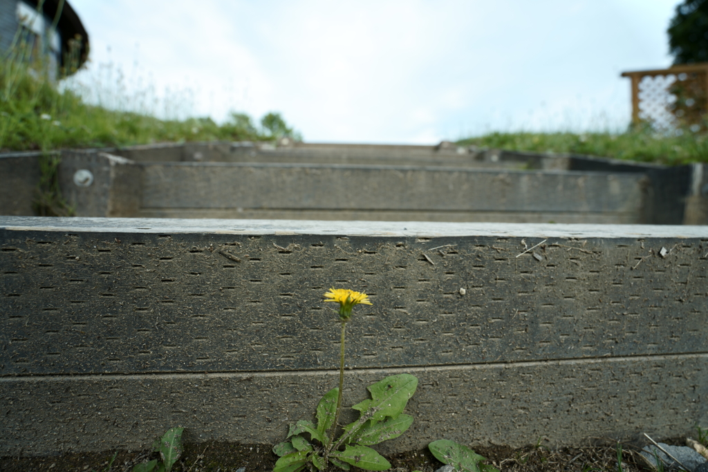 お前なぜ踏まれない？