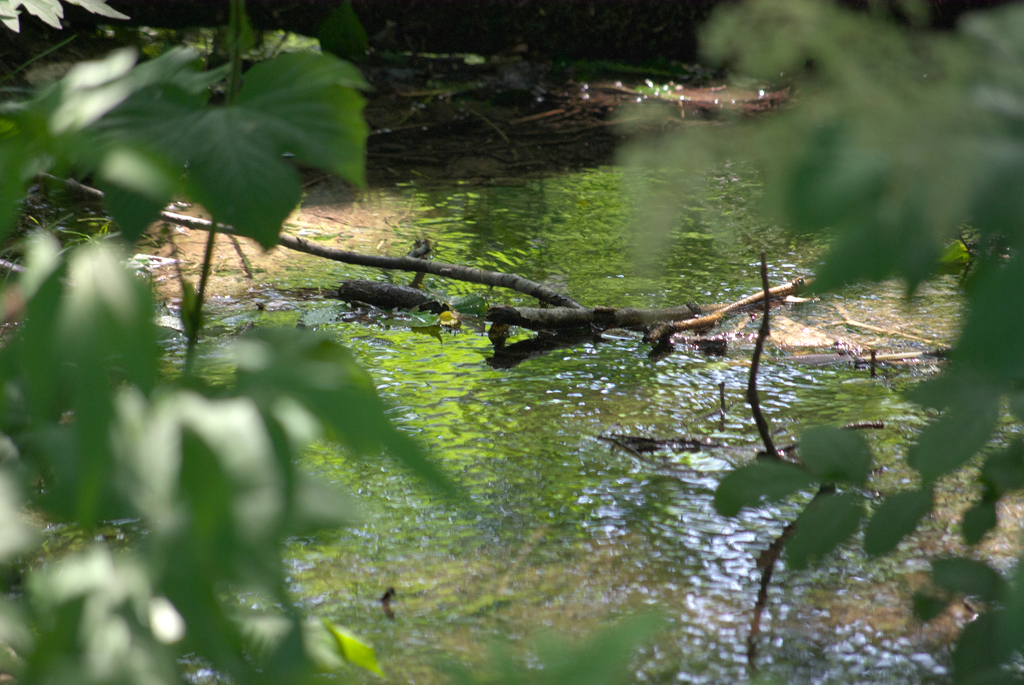 茂み隠れてみた