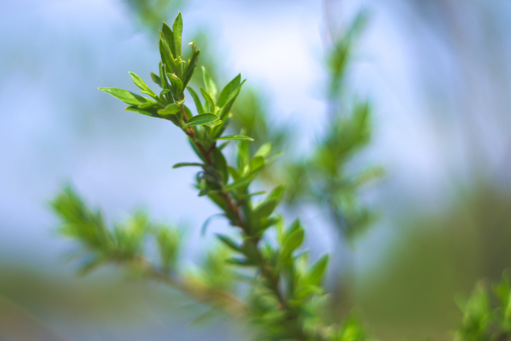 草