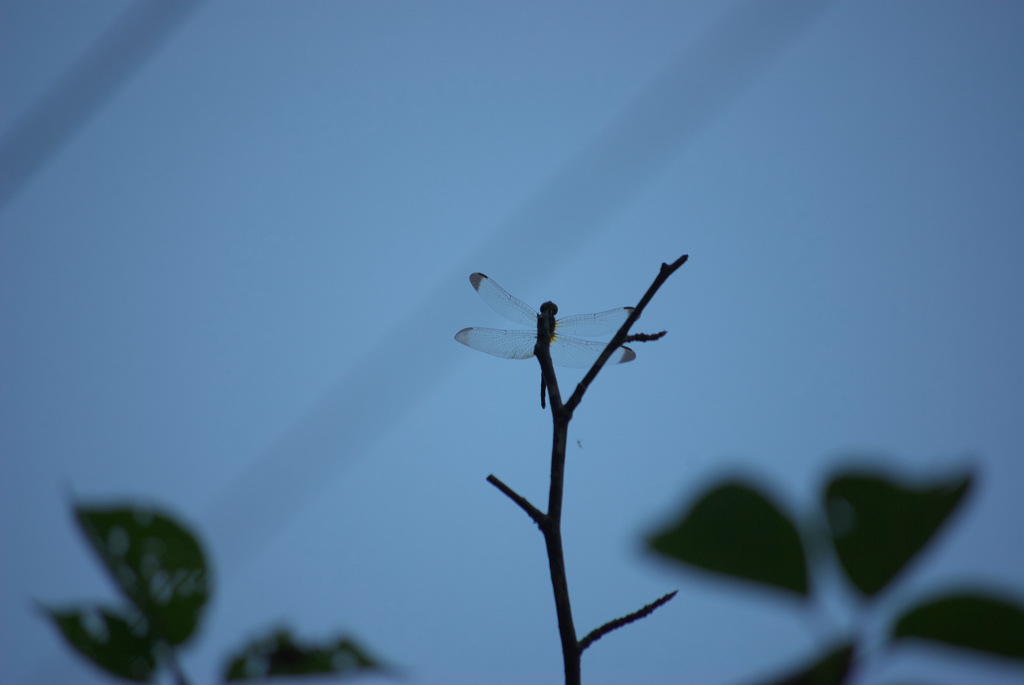 もうトンボいるの？