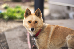犬