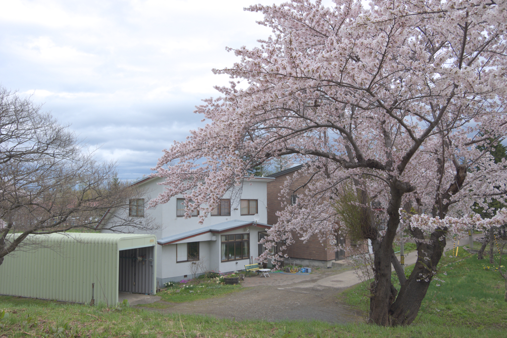 桜