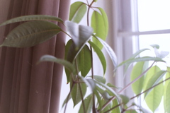草