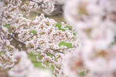 桜