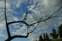 空に伸びる枝
