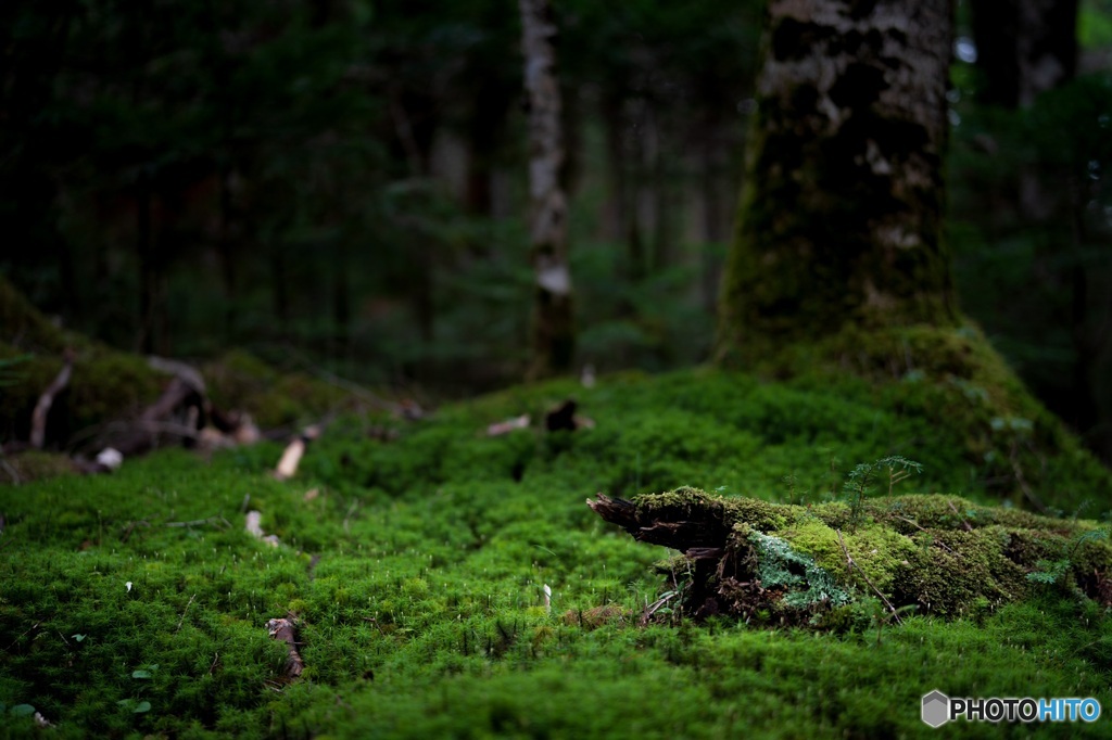 苔むしまくる森