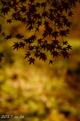 紅葉