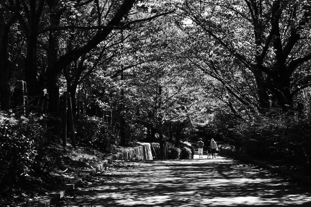 森林公園