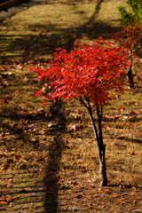 小さい紅葉