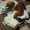 犬あるある