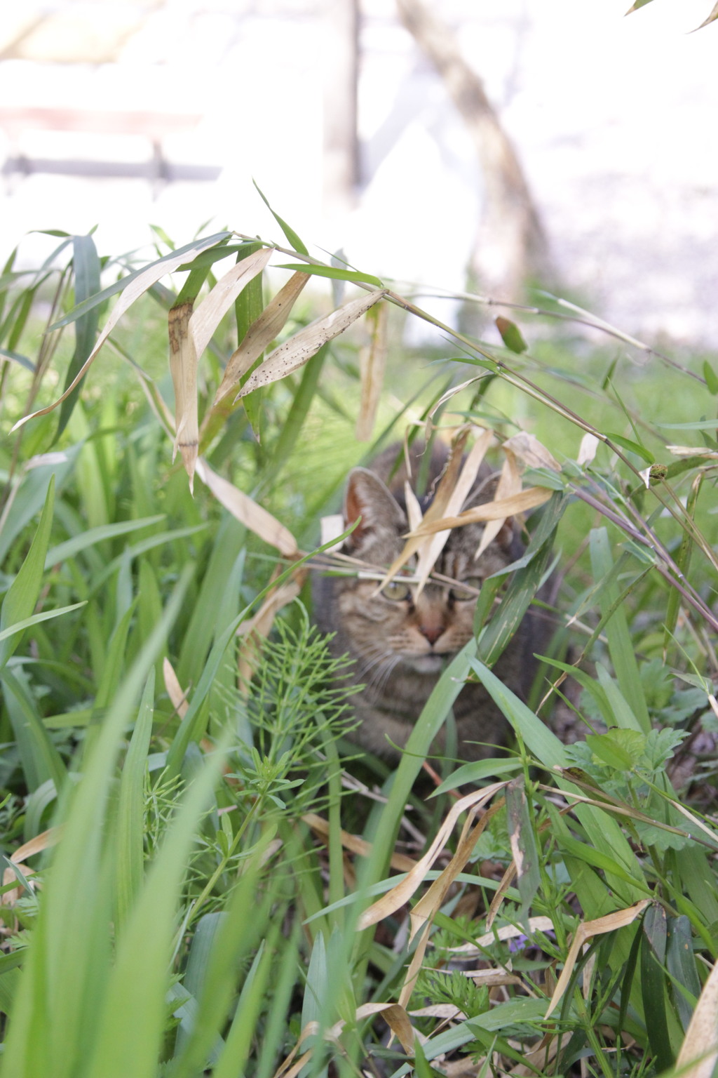 野良猫さん