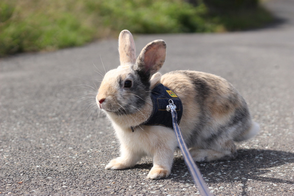 犬の散歩と思いきや～