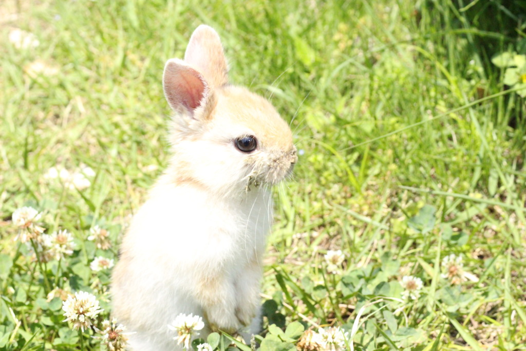 子ウサギの日光浴