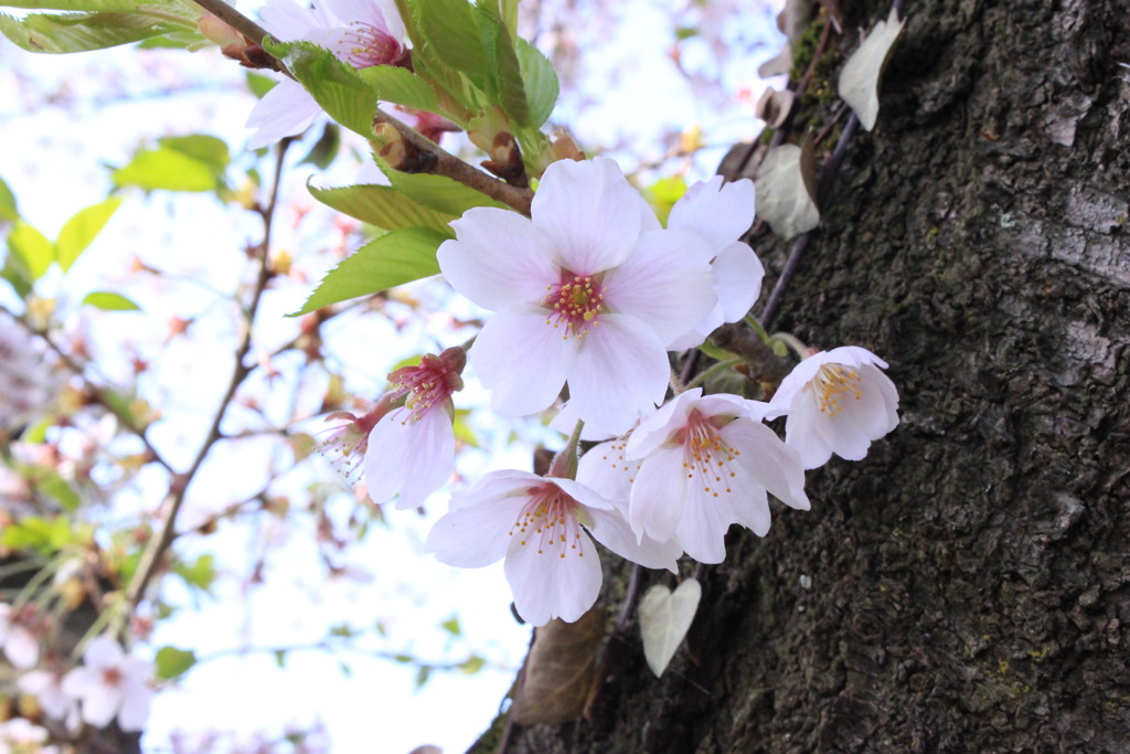 霞城公園