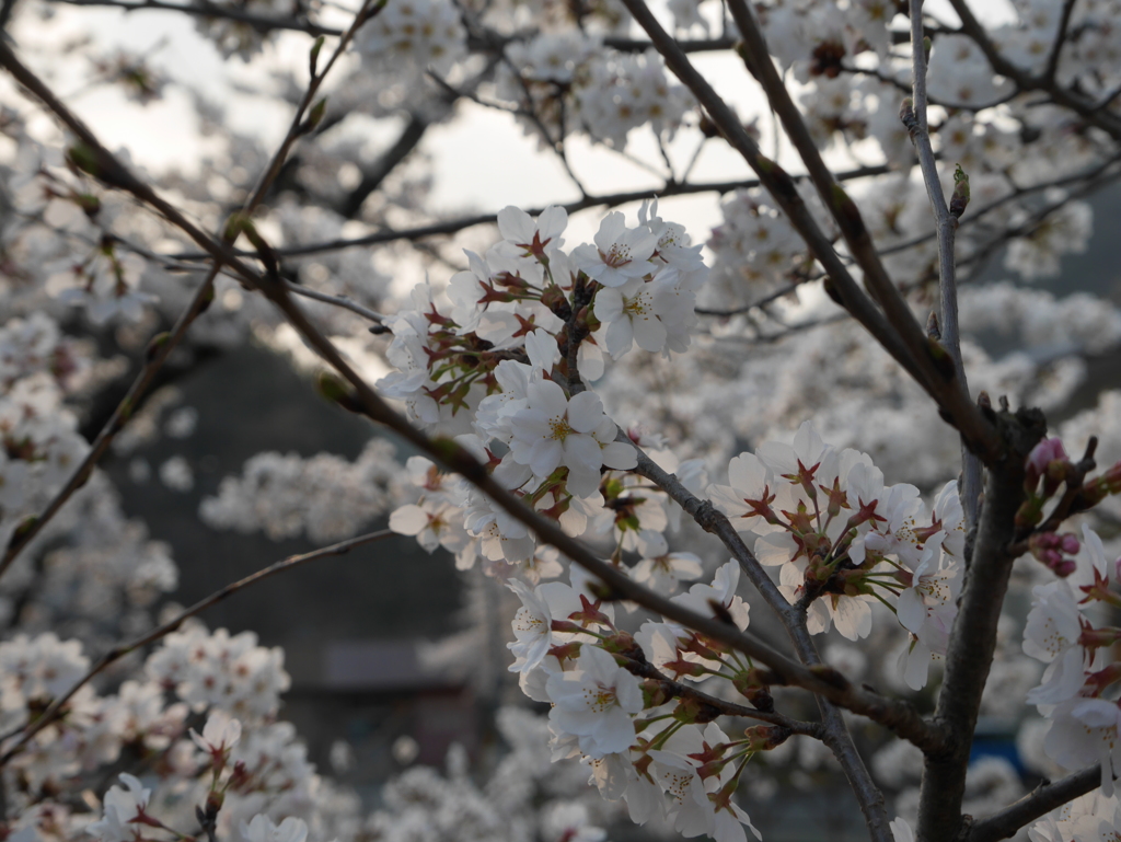 まだ咲いている桜を目指して