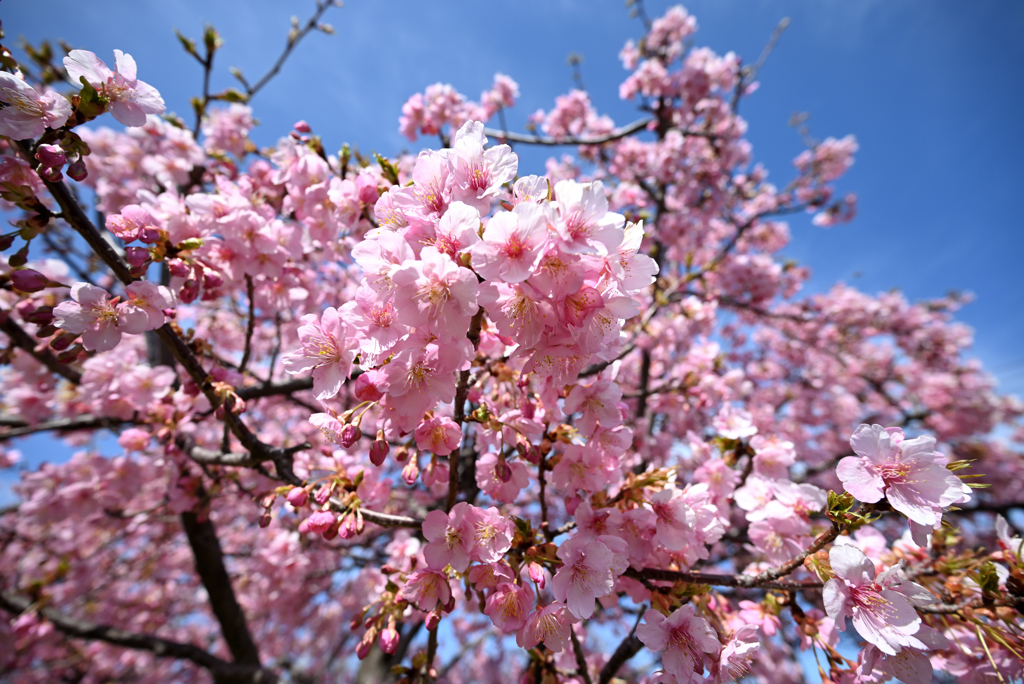河津桜2