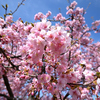 河津桜2