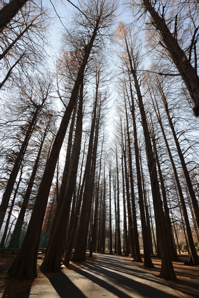 D8C_5548