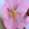 河津桜6