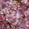 河津桜4