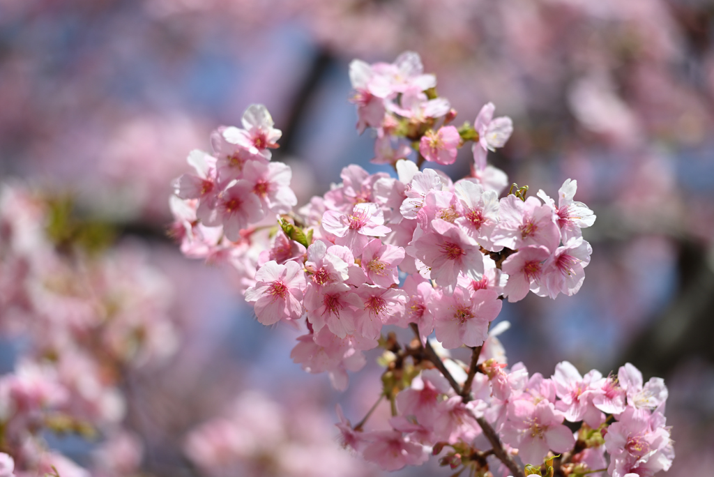 河津桜3
