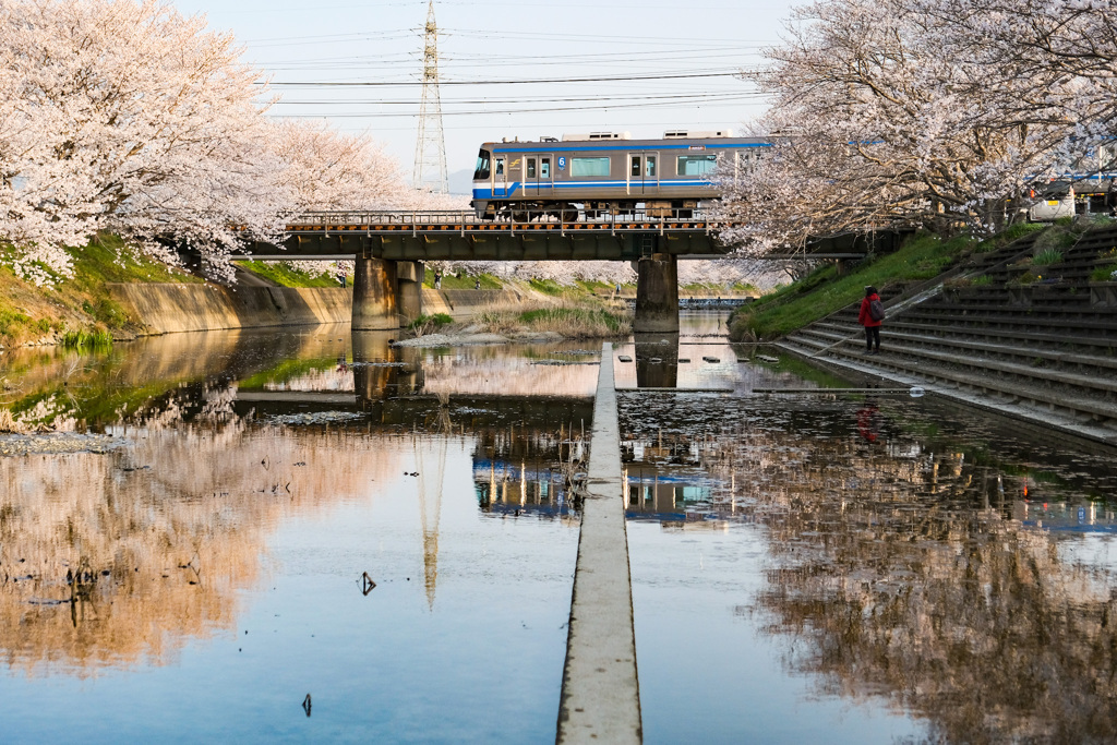 桜満開