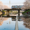 桜満開