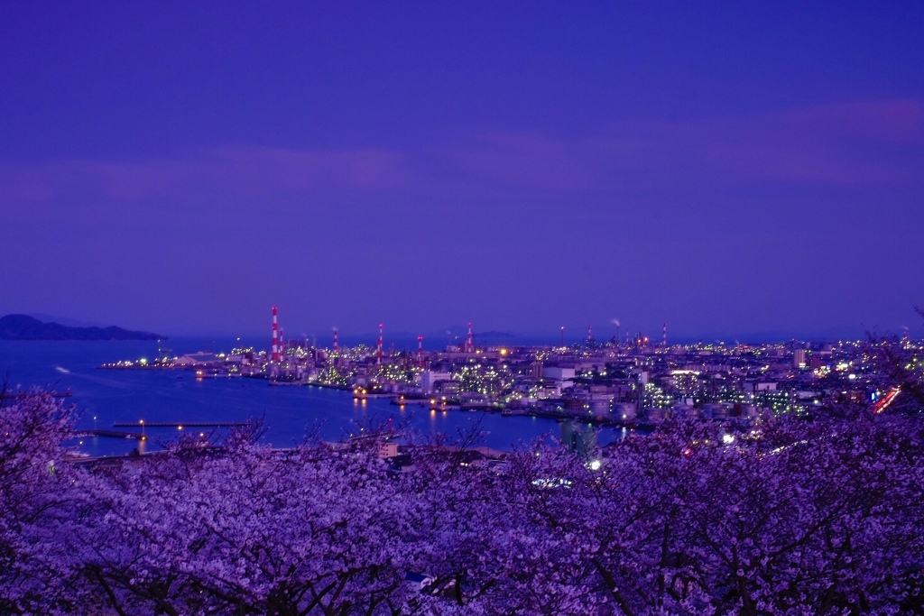 桜と工場夜景
