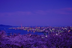 桜と工場夜景